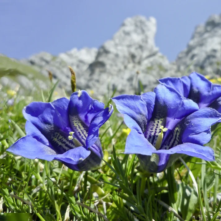 Apartment_Steiner_Sommer_flora